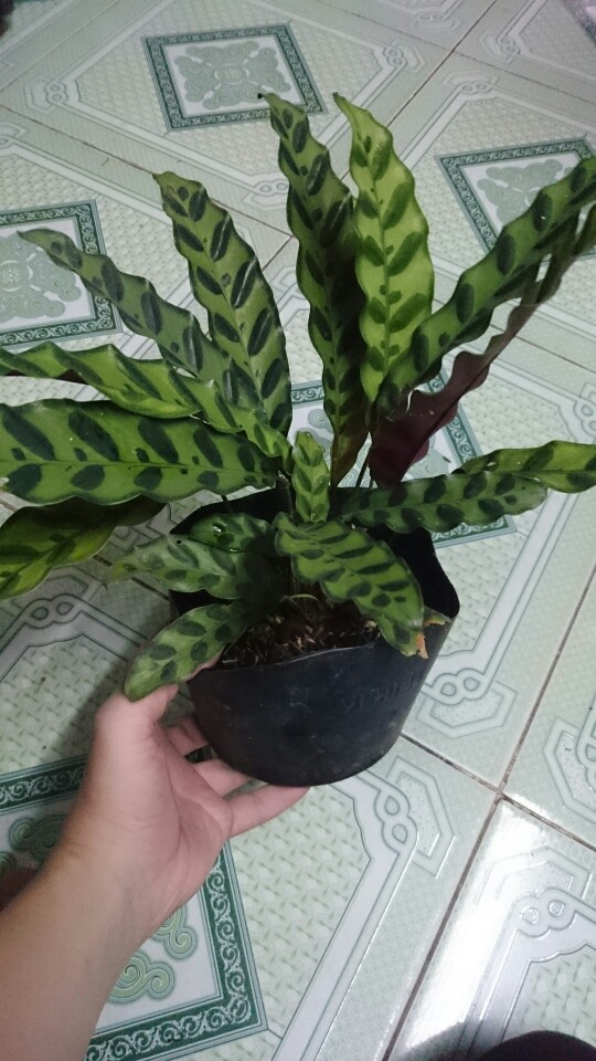 Cây cảnh mini - Cây Đuôi Phụng