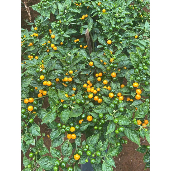 Hạt giống Ớt CHARAPITA Peru siêu cay
