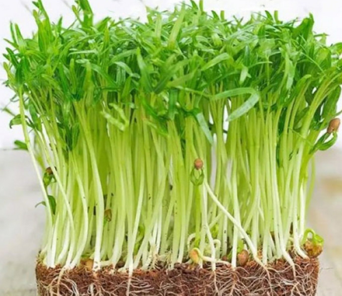 [HCM]Hạt giống Mầm rau muống Phú Nông - 100gr