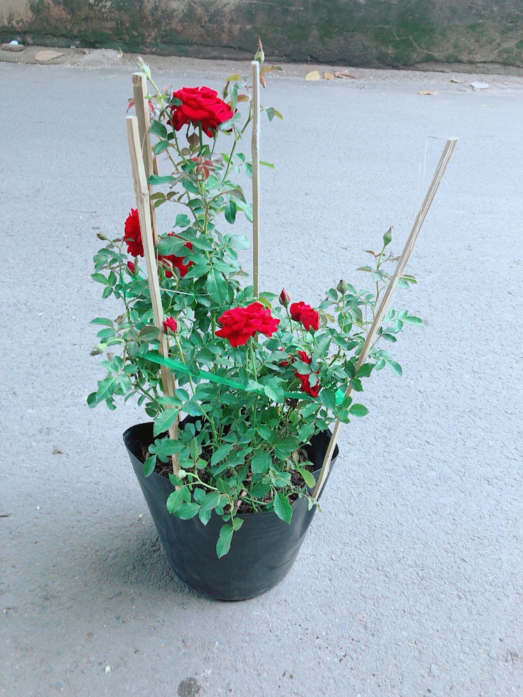 Bụi Hoa Hồng Siêu Nụ