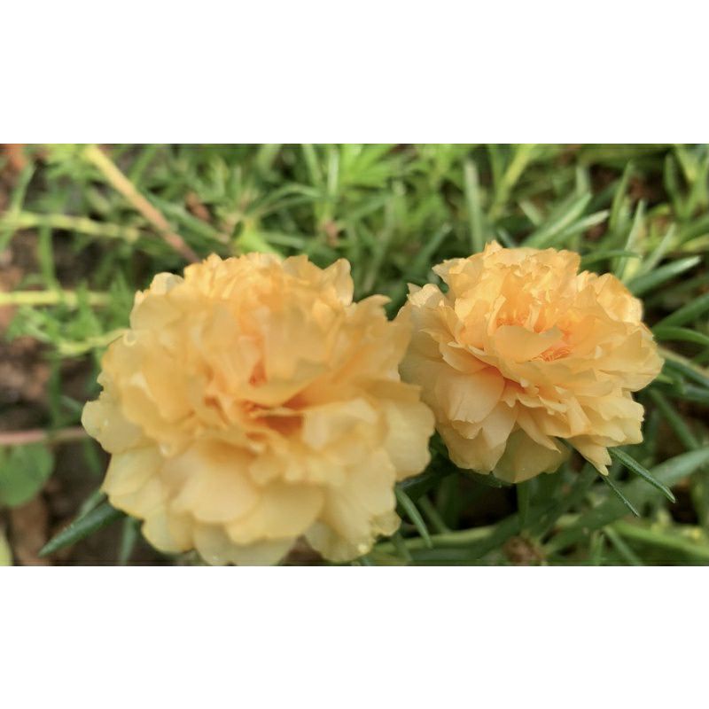 Chậu hoa mười giờ cánh kép