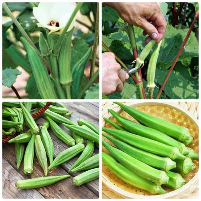 MA54D Hạt giống Đậu Bắp Xanh 10 hạt