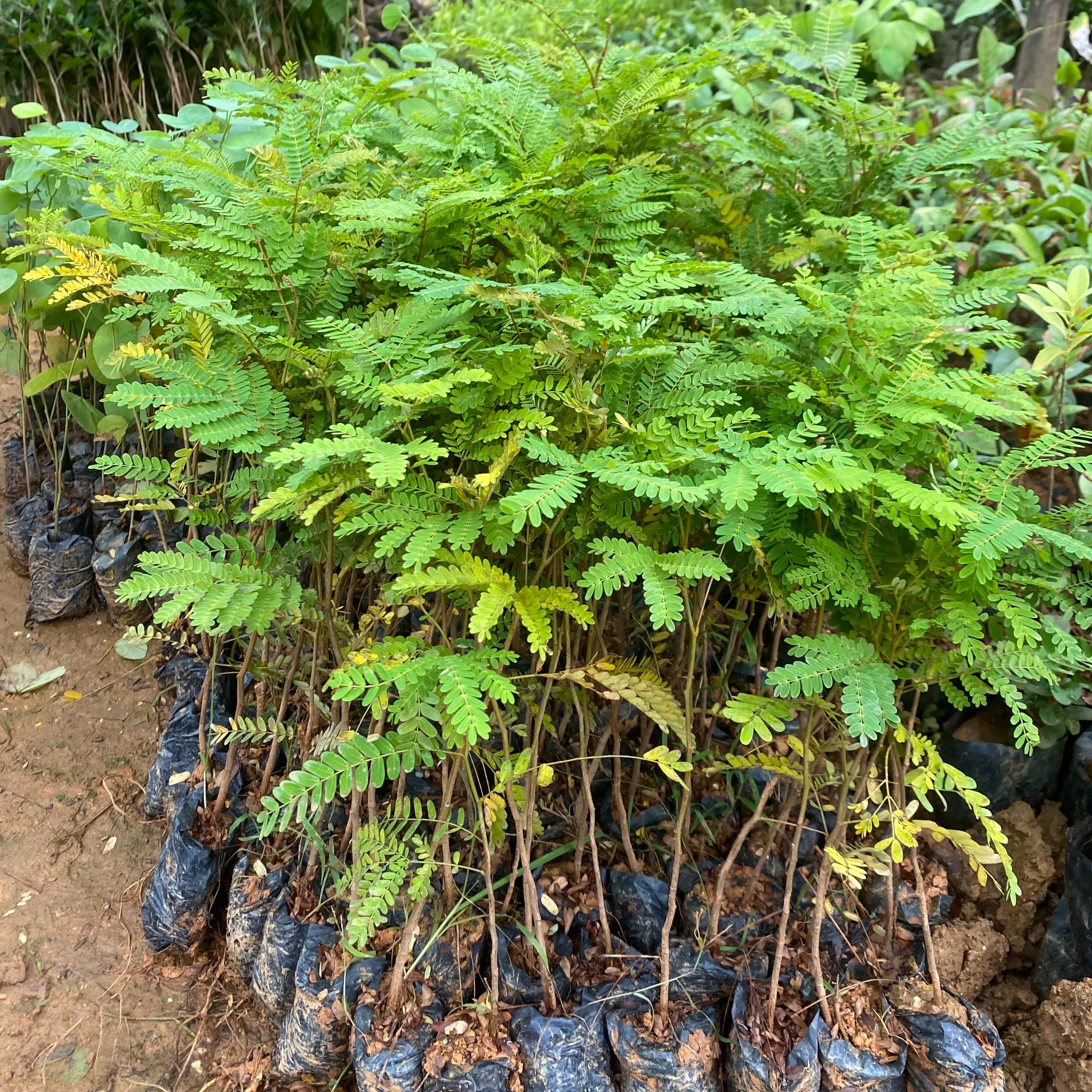 Giống Cây Lim Xẹt, Cây Phượng Vàng