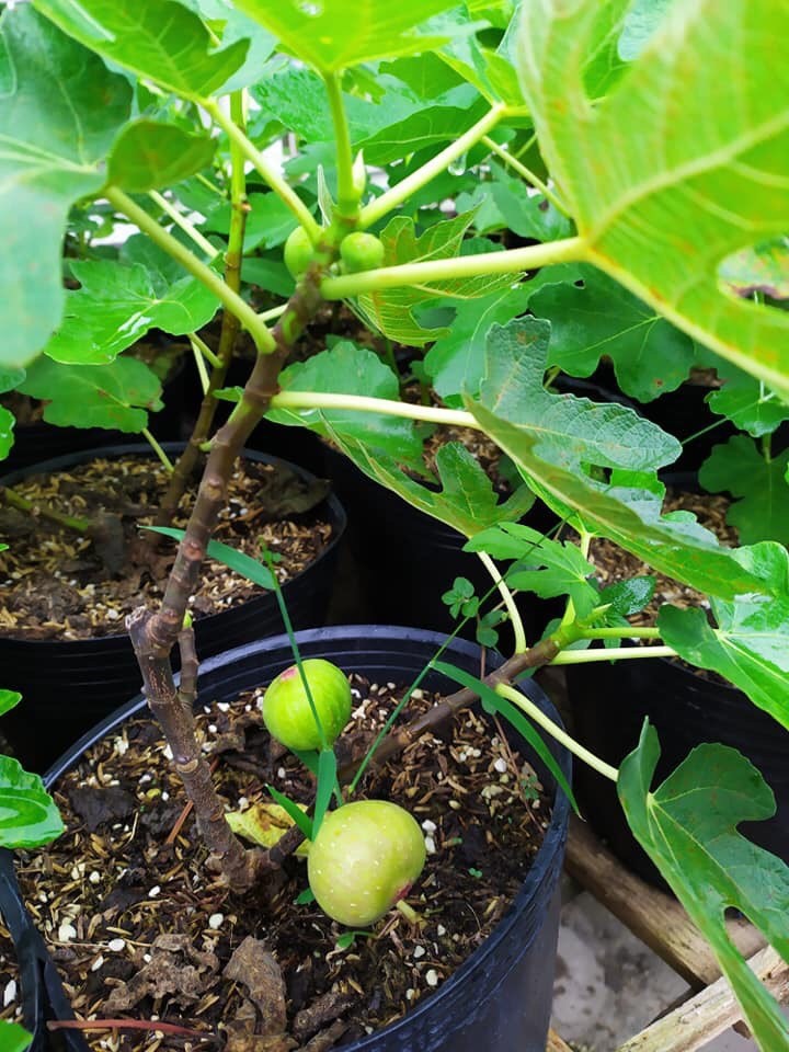 Cây Sung Mỹ siêu trái