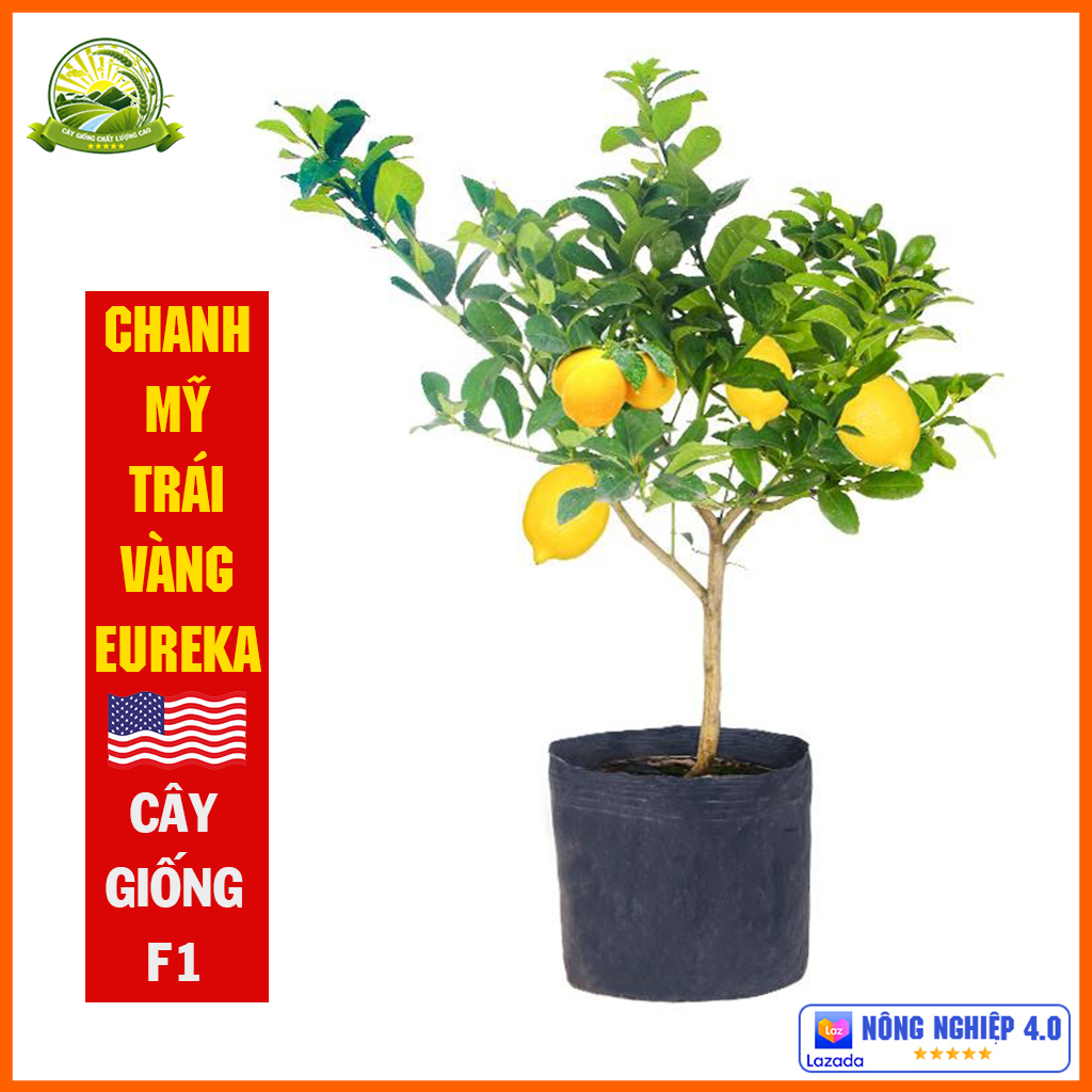 Cây chanh Mỹ trái vàng - cây cao 70-80cm giống trồng chậu, trồng vườn nhanh ra trái - cây khỏe không sâu bệnh dễ sinh trưởng | QD57
