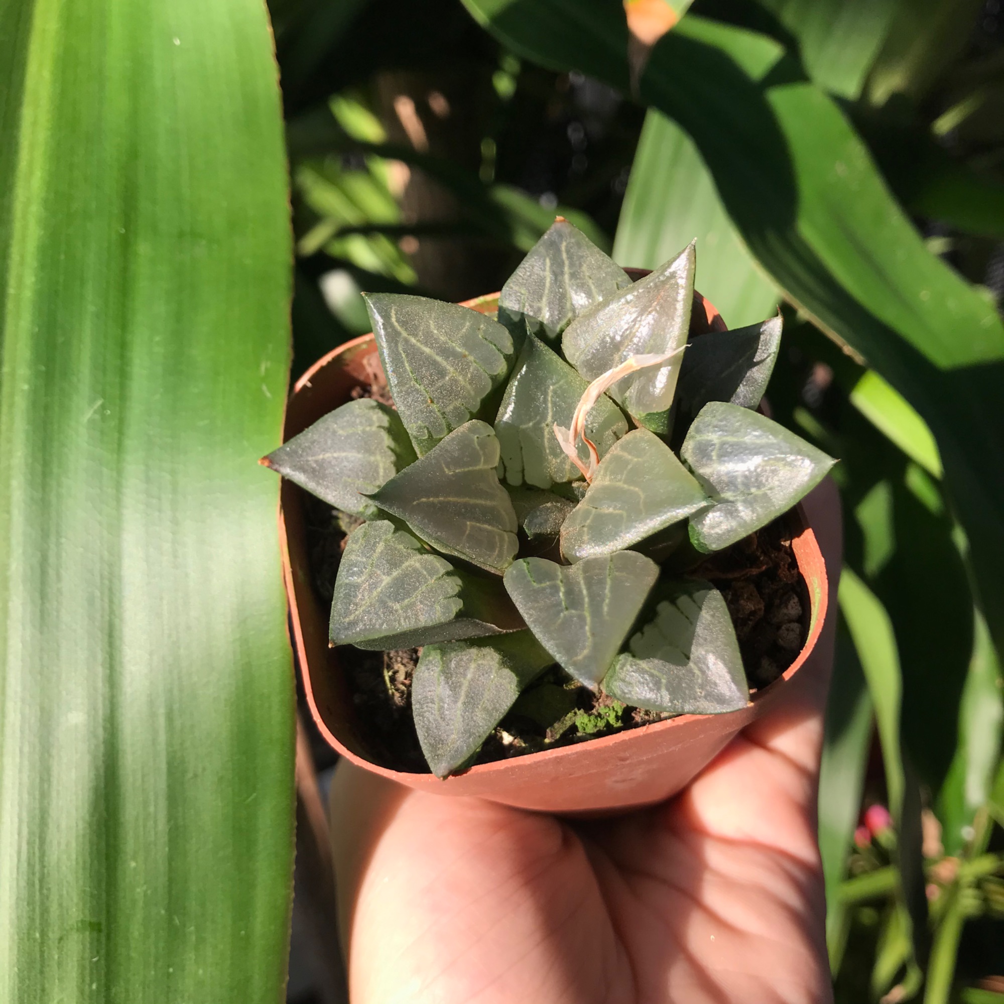 Sen đá Haworthia vi mạch