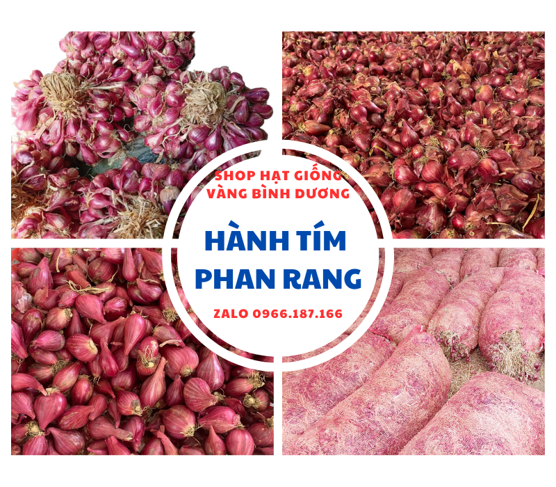 (SALE GIÁ GỐC )Hành tím Phan Rang