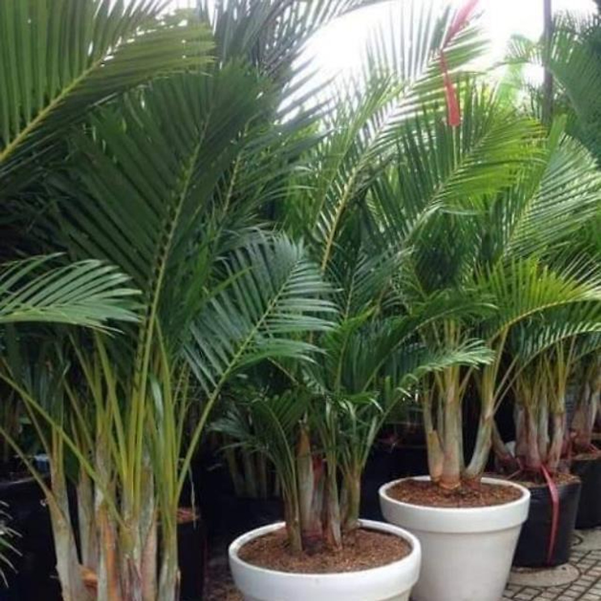sản phẩm CÂY CAU LỤA