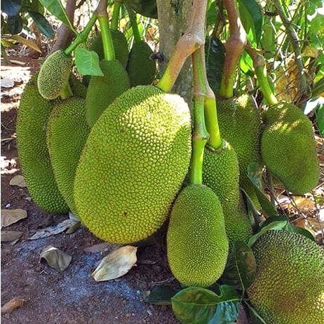 Mít thái siêu sớm giống chuẩn
