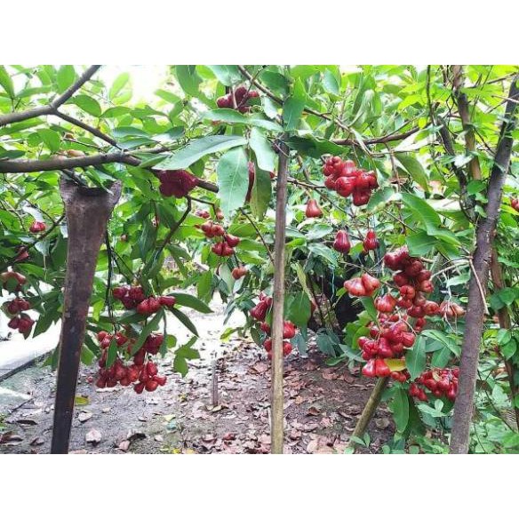 [FREESHIP - Xả Khô Máu] Giống mận đỏ an phước [TẶNG 02 Cây Quế Giống]