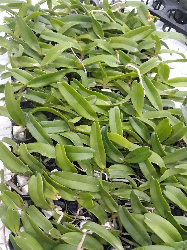 com bo 5 hoa phong lan - đai châu lá mít