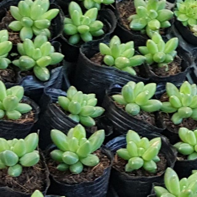 Sen đá kim cương xanh