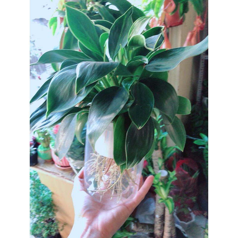 [HCM]Chậu Trầu Bà Đế Vương Thuỷ Sinh