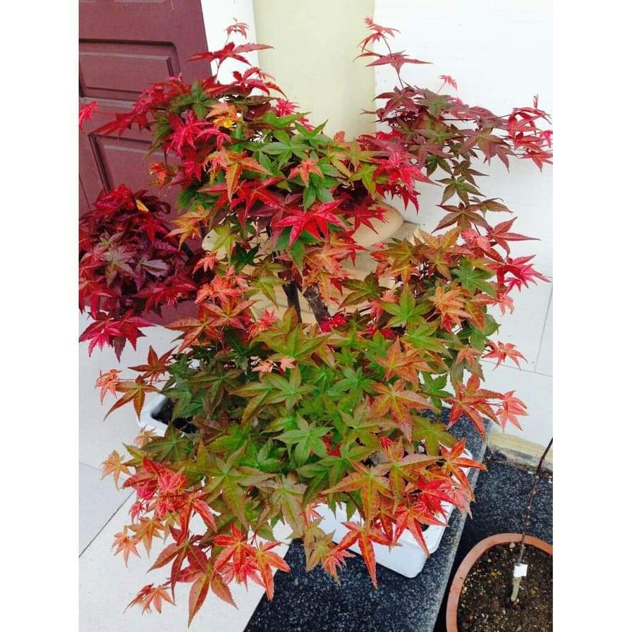 Hạt giống Phong lá đỏ bonsai + tặng gói hạt giống