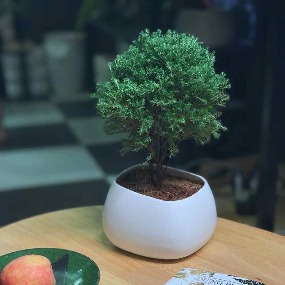 Tùng Bồng Lai