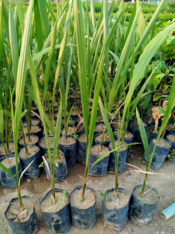 Combo 6 cây cau vua giống cao 40cm