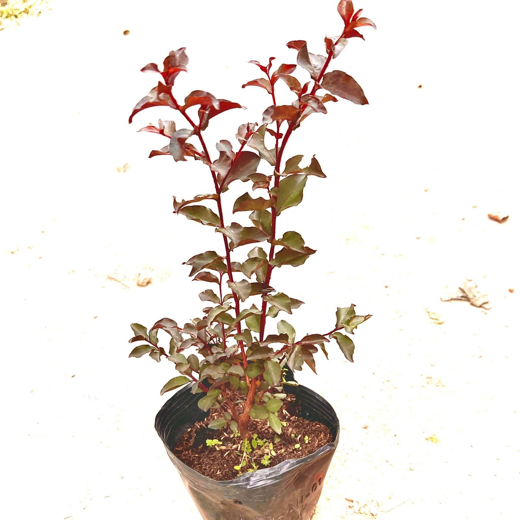 Cây f1 cây tường vi đỏ huyết long cao 30-40cm .