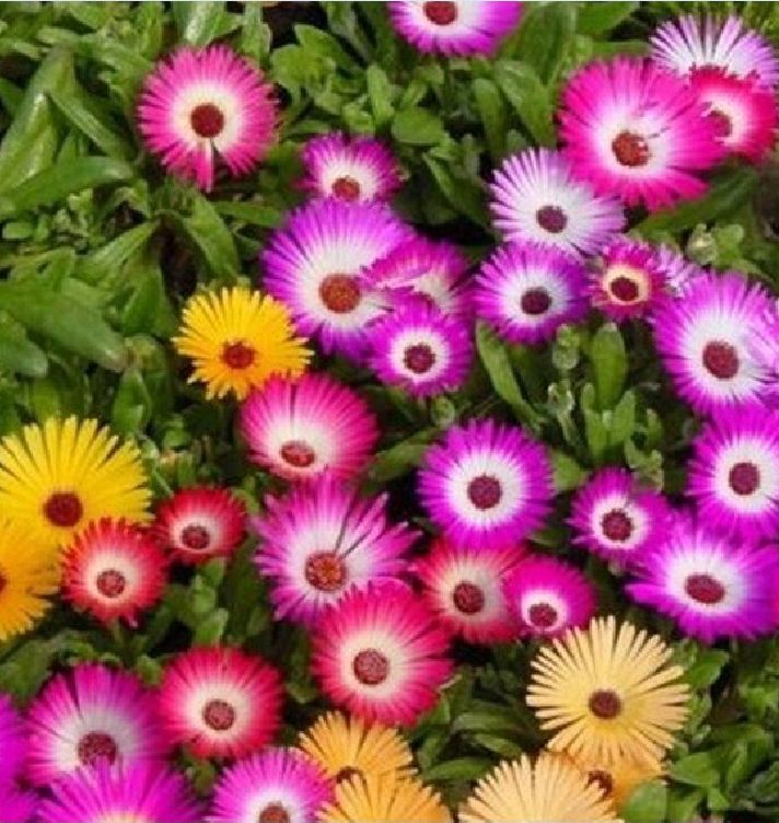 Hạt giống hoa 10h châu phi nhiều màu - 1 gói 20 hạt