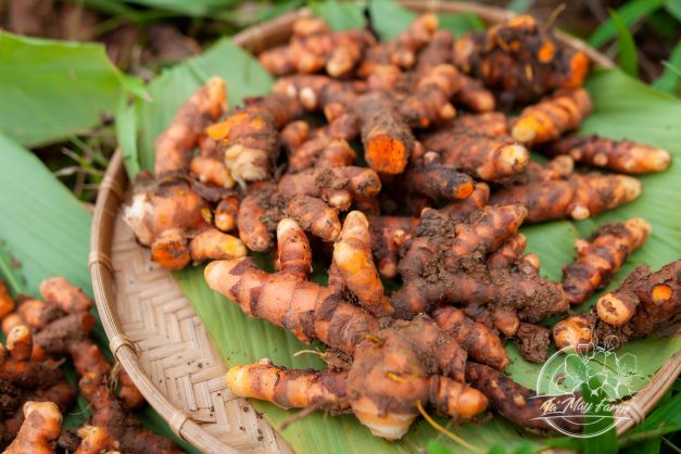 Turmeric honey mixed with pollen from mountain