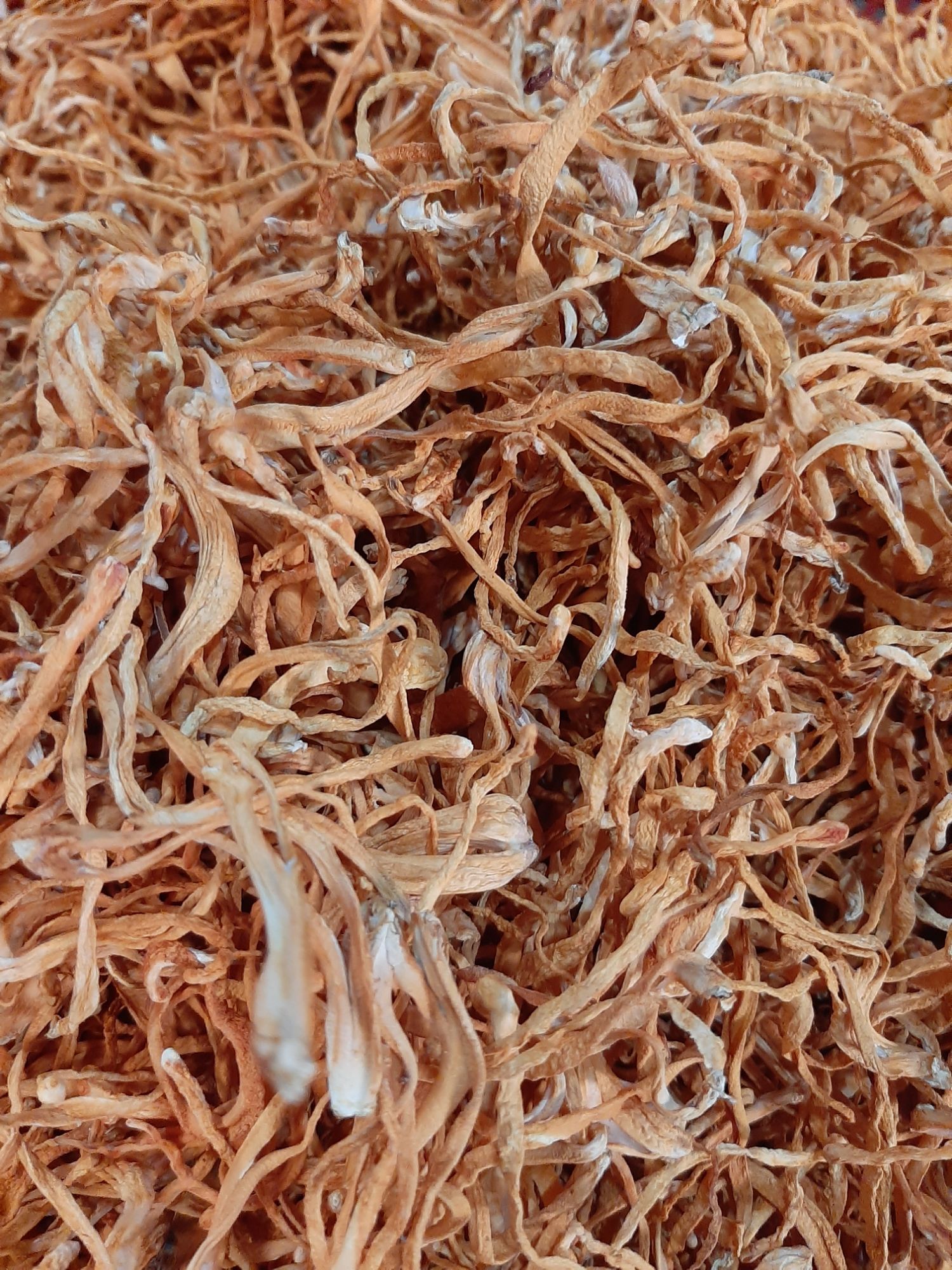 500g Đông trùng hạ thảo khô