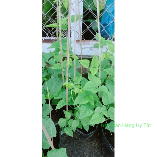 Cây đậu rồng