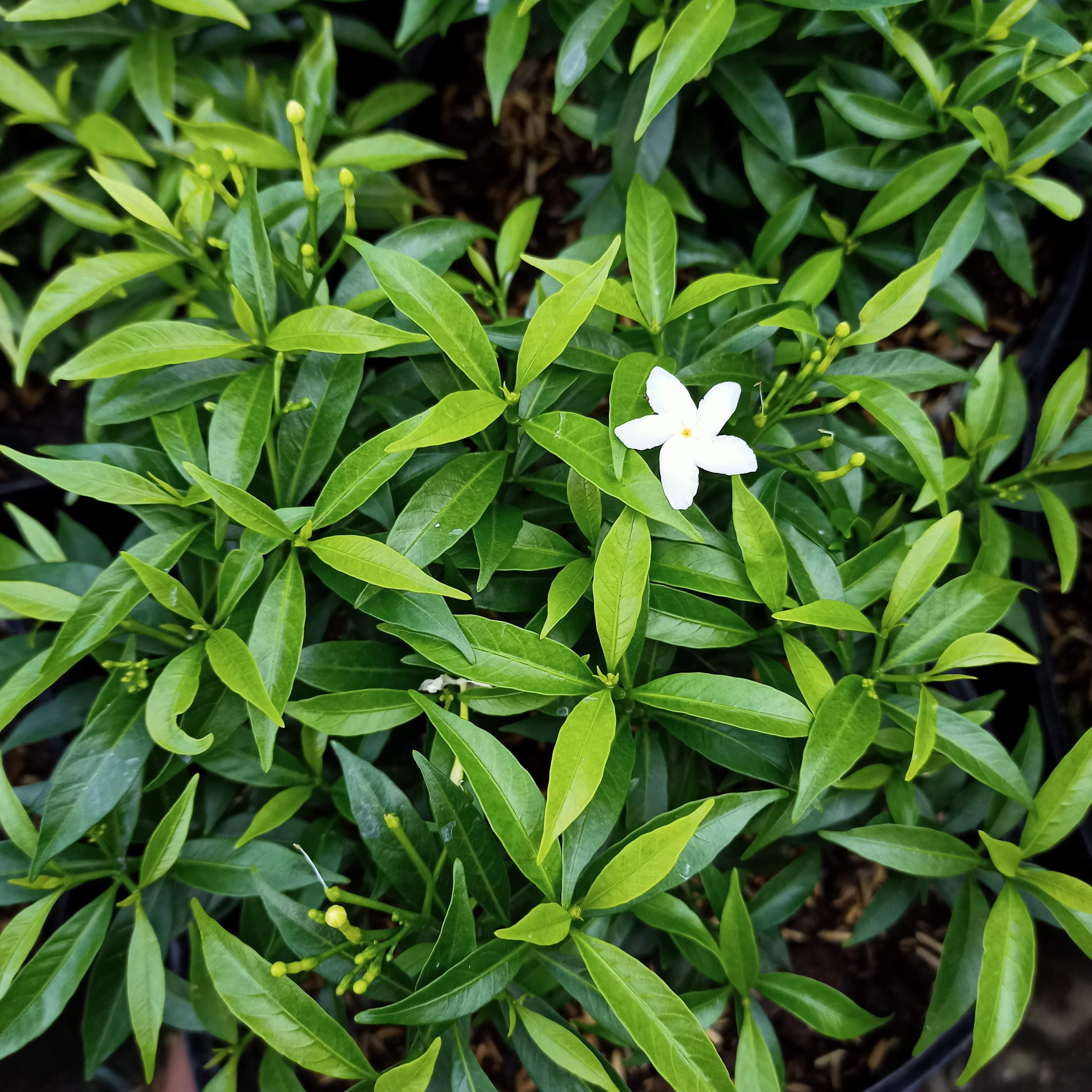 Cây mai vạn phúc, mai tiểu thư - Summer Garden