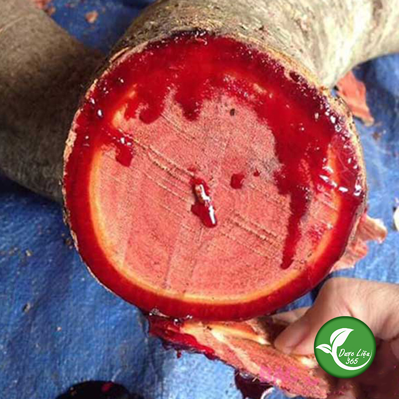 Cây cỏ máu khô (1kg) - DL013