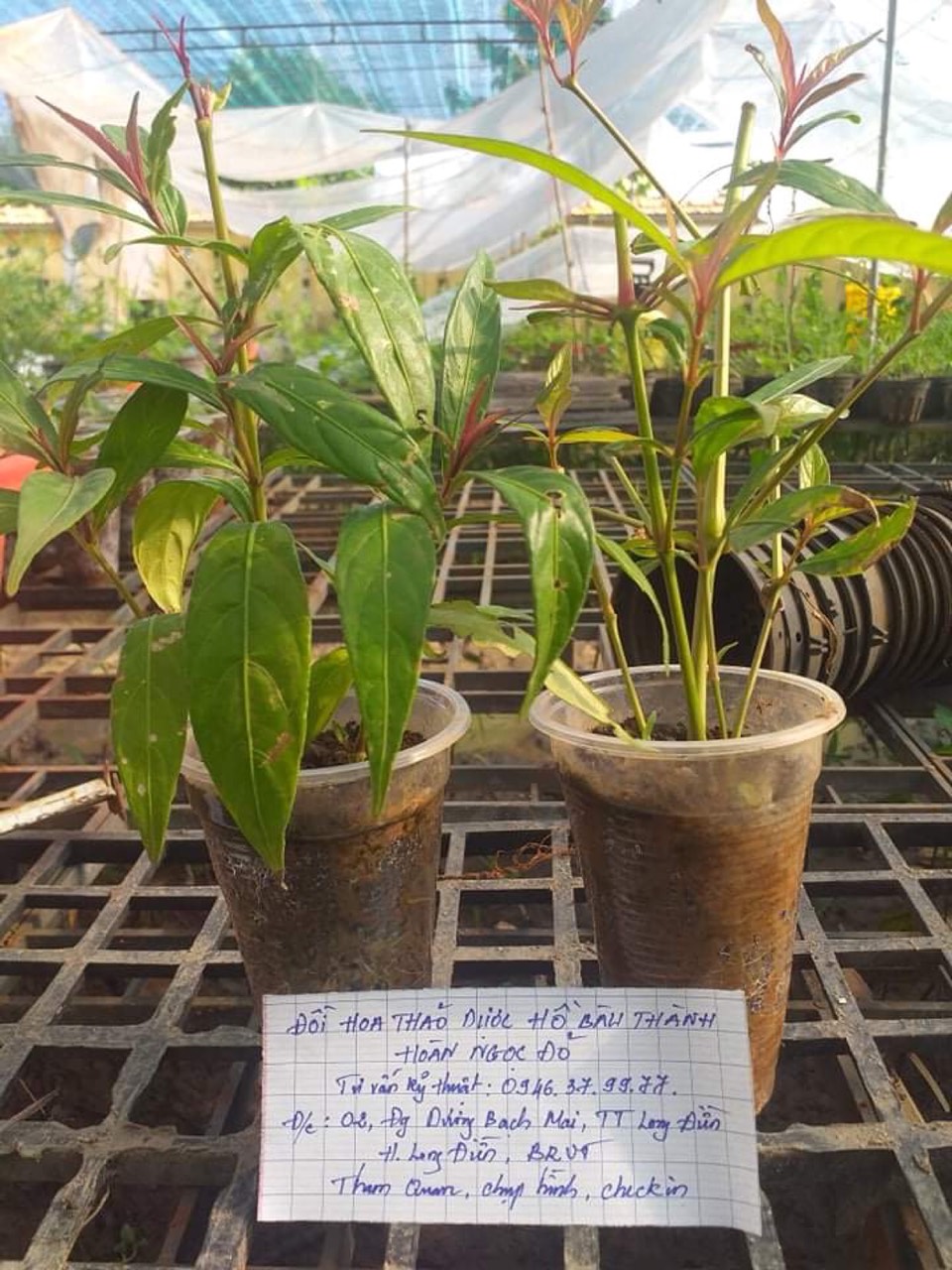 Cây Hoàn ngọc đỏ
