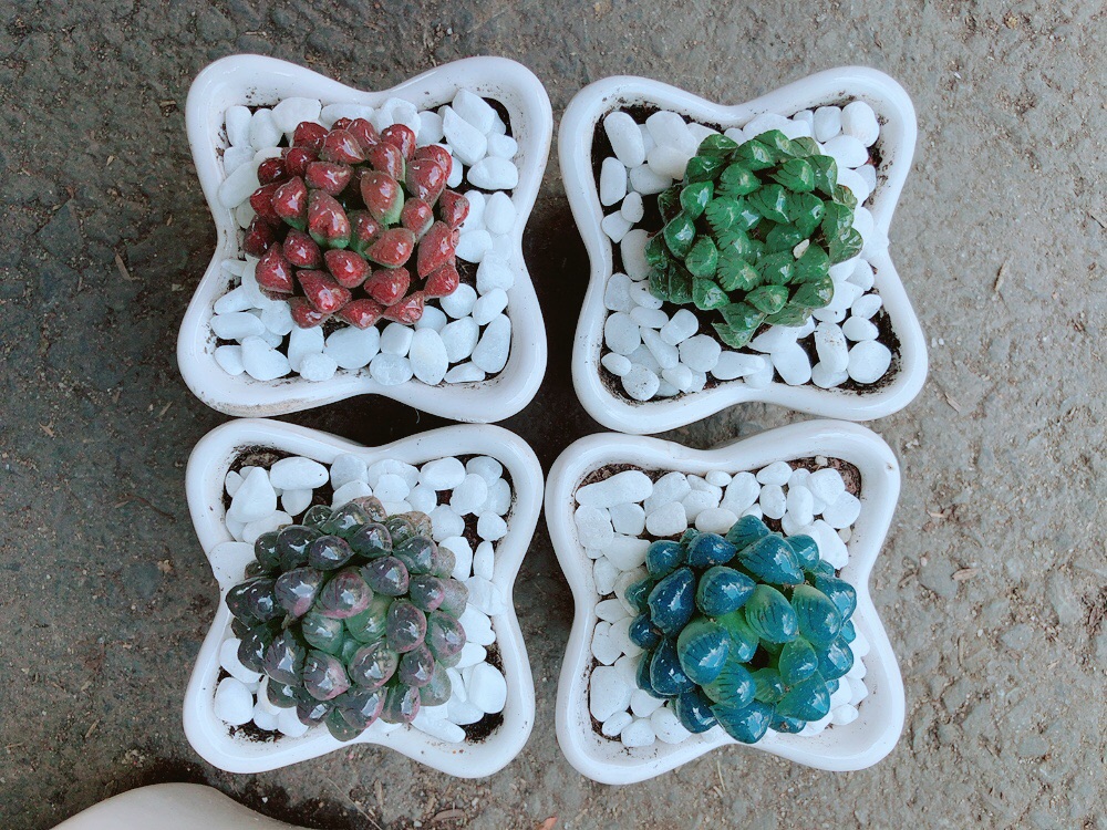 Chậu Kim Cương Đỏ (copi)