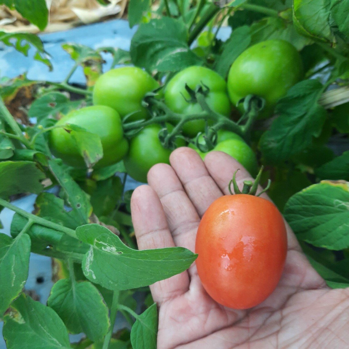[HCM]Hạt giống cà chua F1 chịu nhiệt