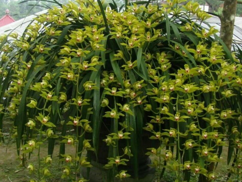 Hoa Lan Địa Lan Kiếm Trần Mộng 1Kg