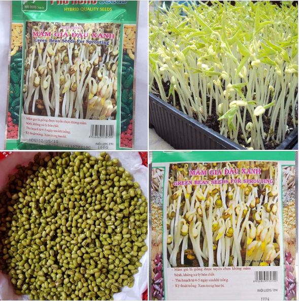 "Gói 100Gr Hạt " Hạt giống mầm đậu xanh ( mầm giá )