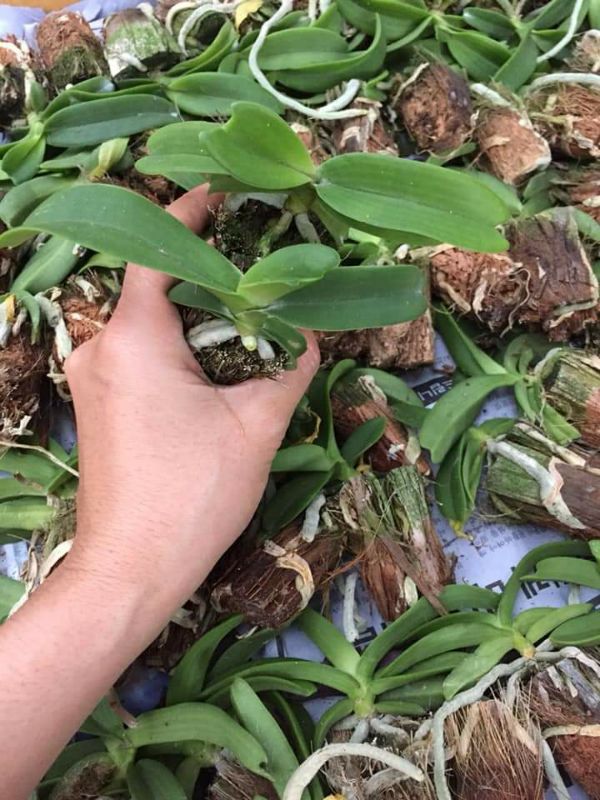 combo 5 cây hoa phong lan đai châu giống