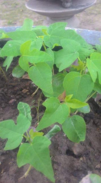 1 gói hạt giống đu đủ lùn siêu trái