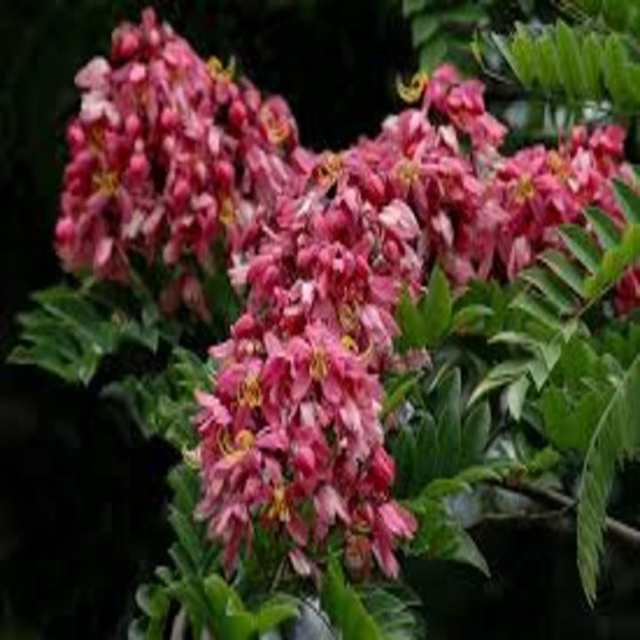 COM BO 4 Cây Muồng Hoa Đào Giống Mới