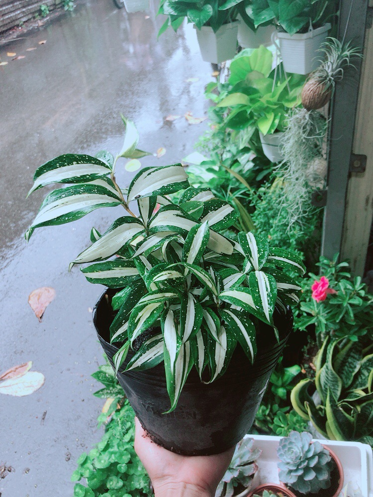 Trúc Nữ Hoàng