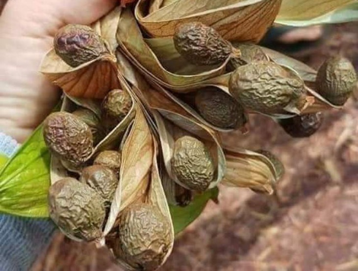 Hạt Đười Ươi Bay Sẻ Đồng Nai