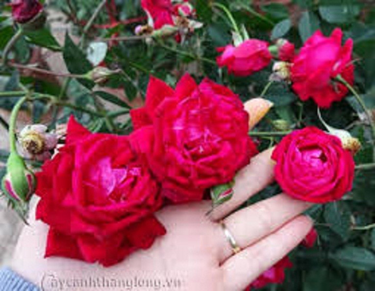 Bầu Hồng cổ Đỏ Huế – Hồng Quế Son cổ thơm , cây giống bầu ươm nguyên bản từ cây mẹ xịn. cực đẹp và sai hoa