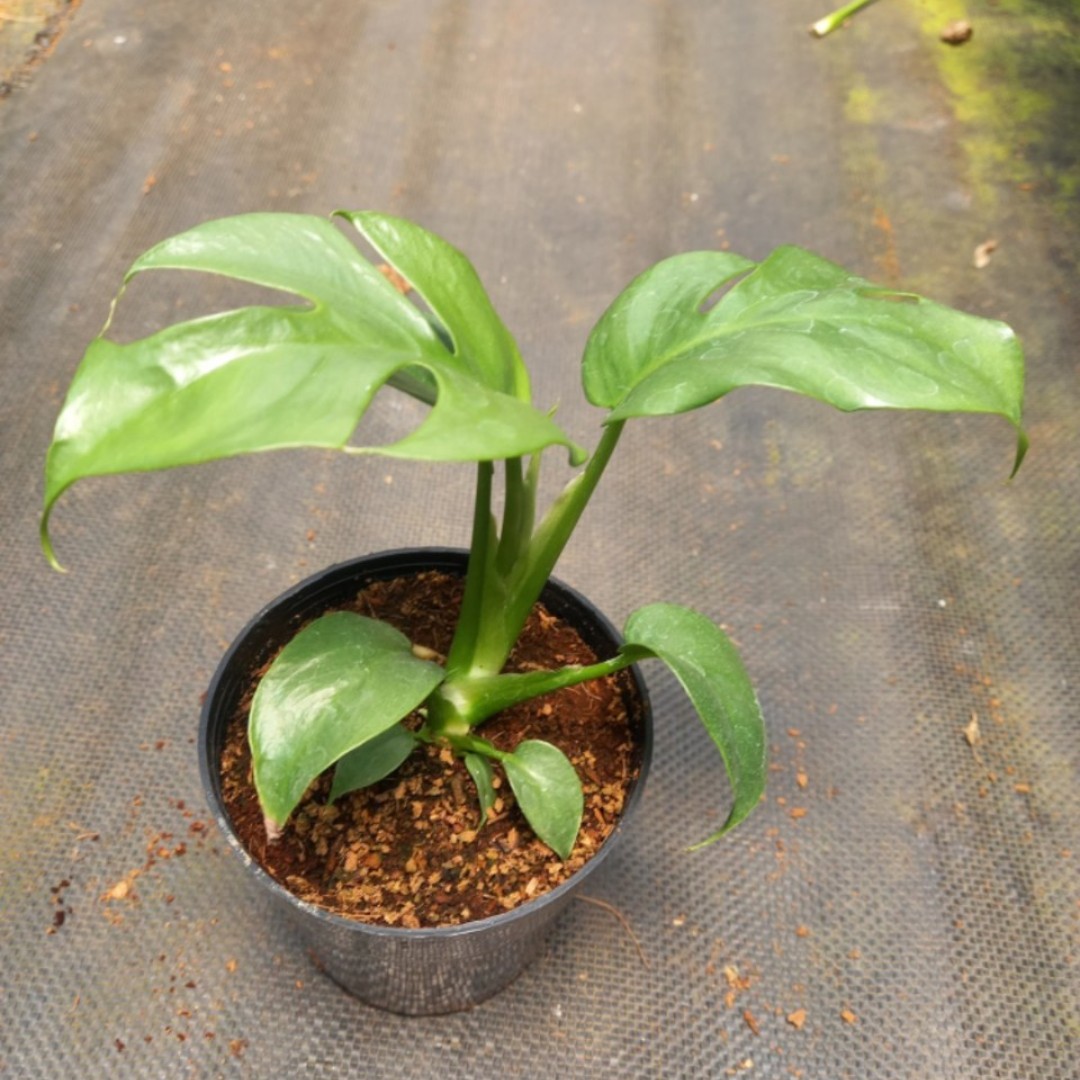 Trầu bà lá xẻ mini - Monstera mini