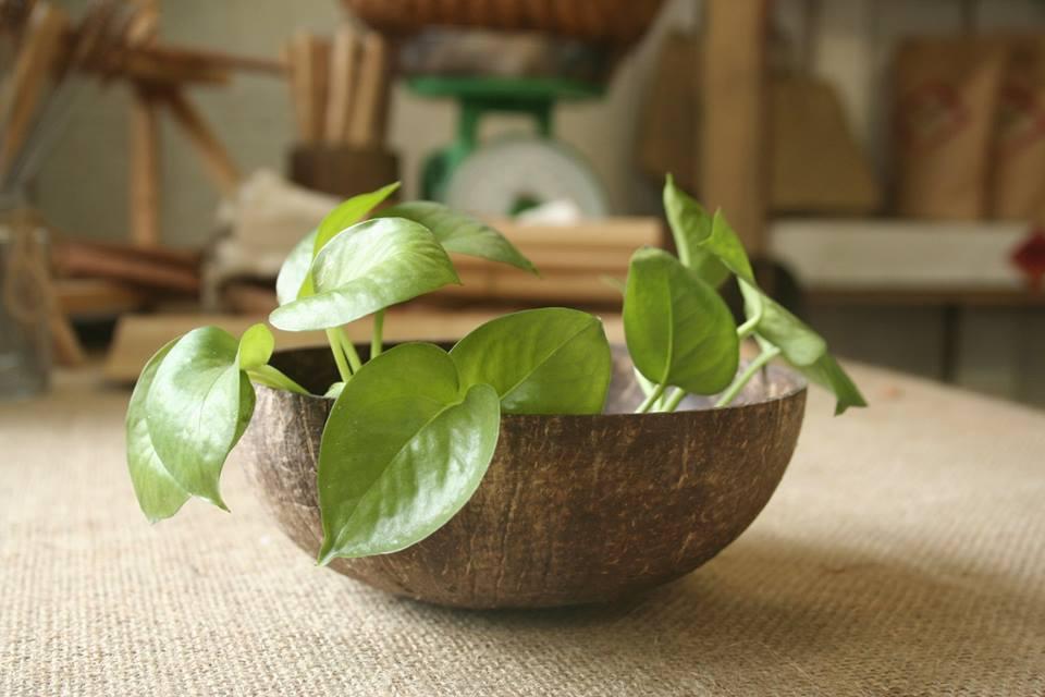 Chén (Bát) Gáo Dừa Tự Nhiên One4One (mài thô - không ngâm/sơn hóa chất) / Coconut Bowl
