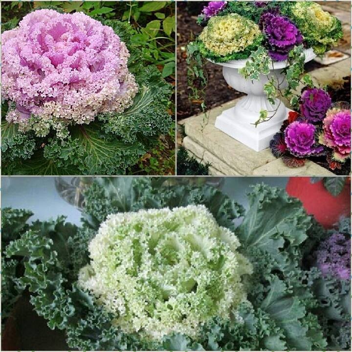 "Gói 20 Hạt " Hạt Giống Hoa Bắp Cải mix màu