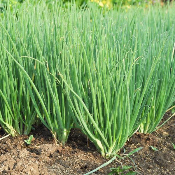 Hạt giống hành hương chịu nhiệt, trồng quanh năm - Gói 2g