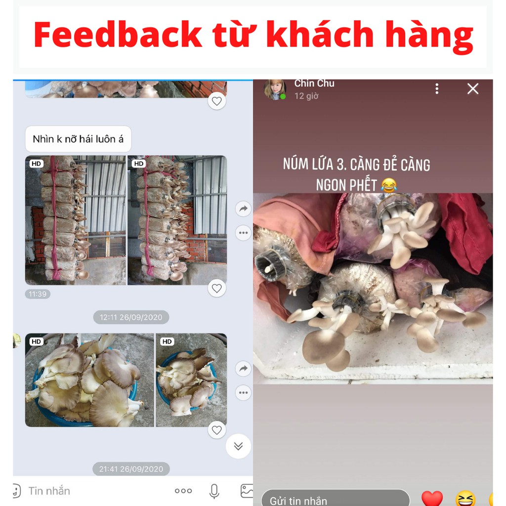 Phôi Nấm Bào Ngư Xám (9 Phôi) [Cantho Farm]