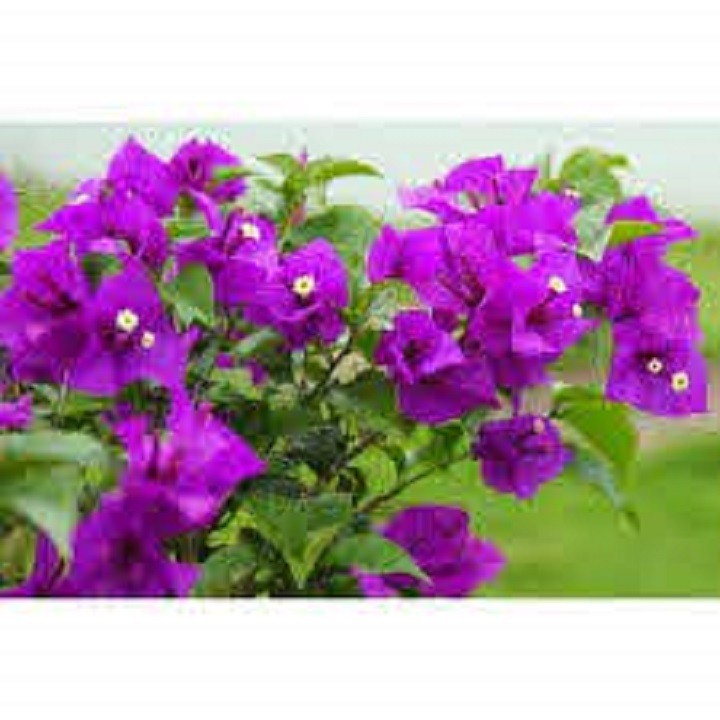 CHẬU HOA GIẤY TÍM HUẾ ĐANG HOA SIÊU ĐẸP