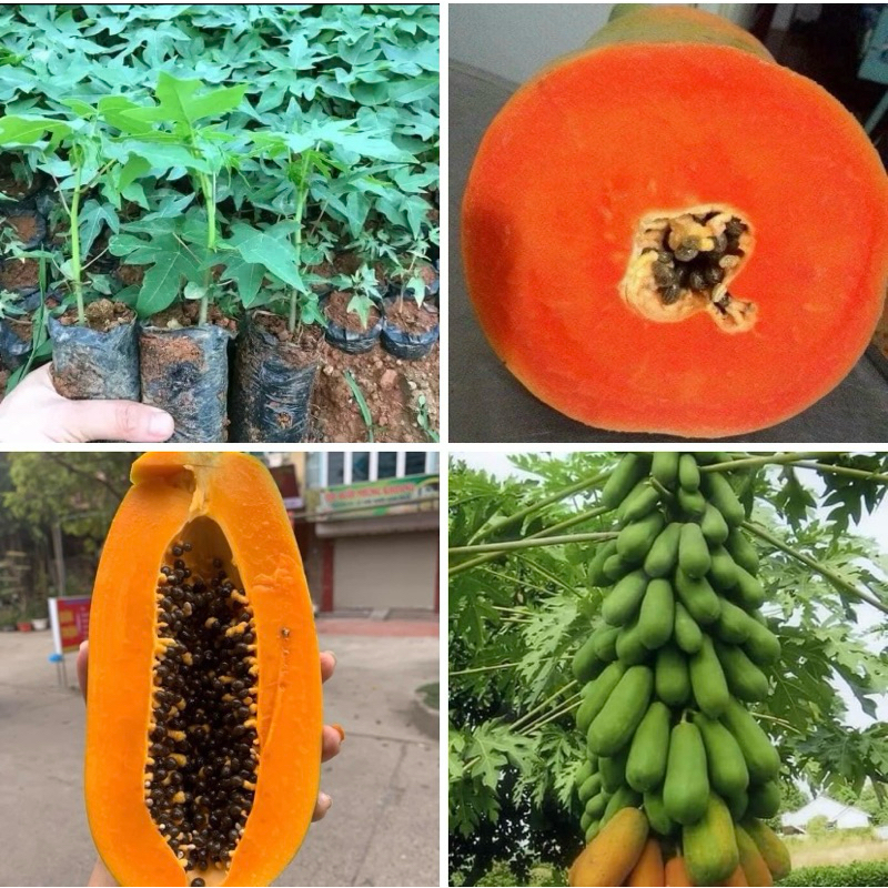Hạt giống đu đủ da xanh lùn -gói 10 hạt