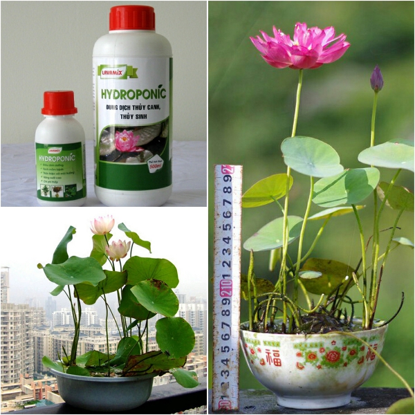 Dung Dịch Thủy Canh Hydroponic Lavamix 100ml -Nông Sản Vàng