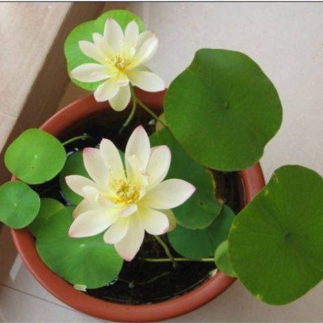 10 Mini Japanese Lotus Seeds of All Colors (Cut Off the Ends)