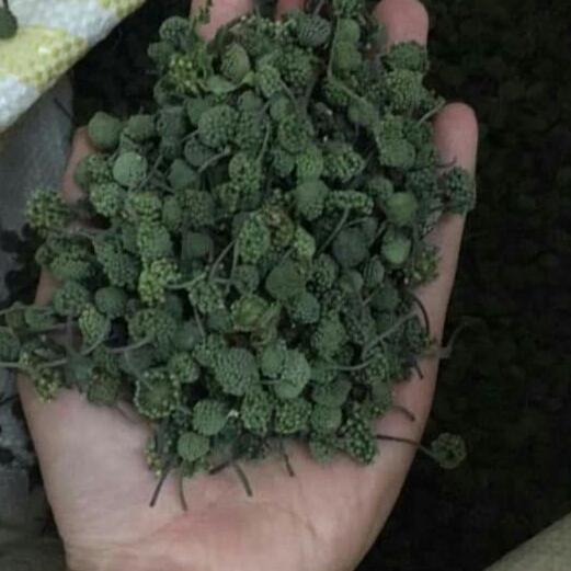 500g nụ hoa tam thất