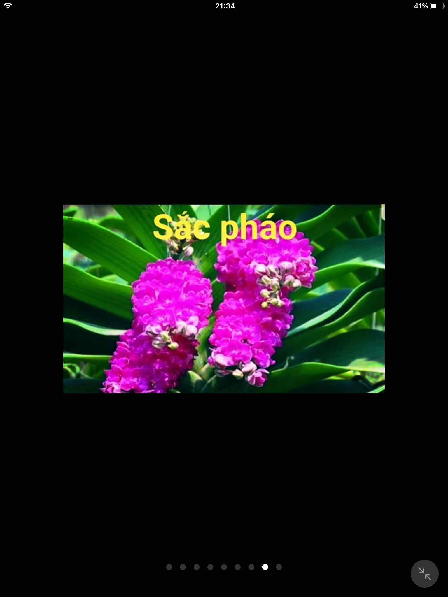 Ngọc điểm Thái đủ màu cây giống