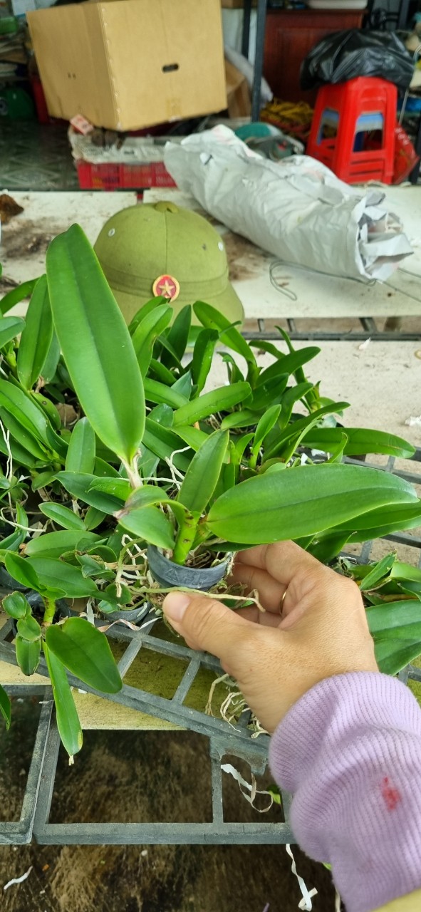 HOA LAN CATT RỒNG LỬA CÂY GIỐNG